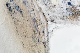 Best Environmental Consulting for Mold Prevention  in Ranchos De Taos, NM